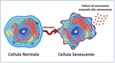 Cellule senescenti