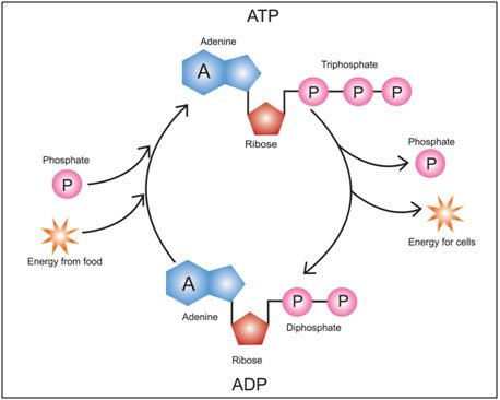 Ciclo Atp Adp