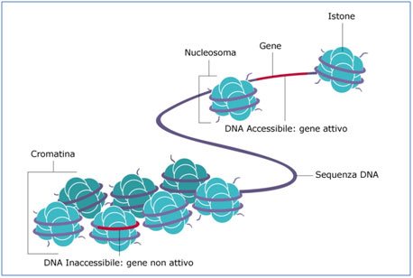 Modulazione epigenetica