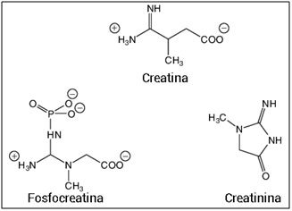 Struttura della creatina