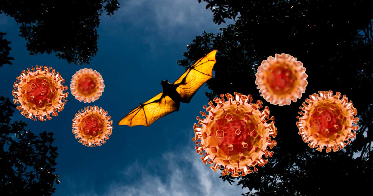 Coronavirus: perchè i pipistrelli lo diffondono ma ne sono immuni?